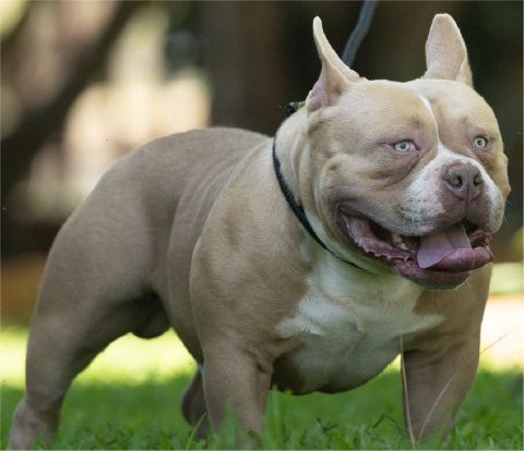 Pitfall Bullies Rampage | American Bully Stud Service